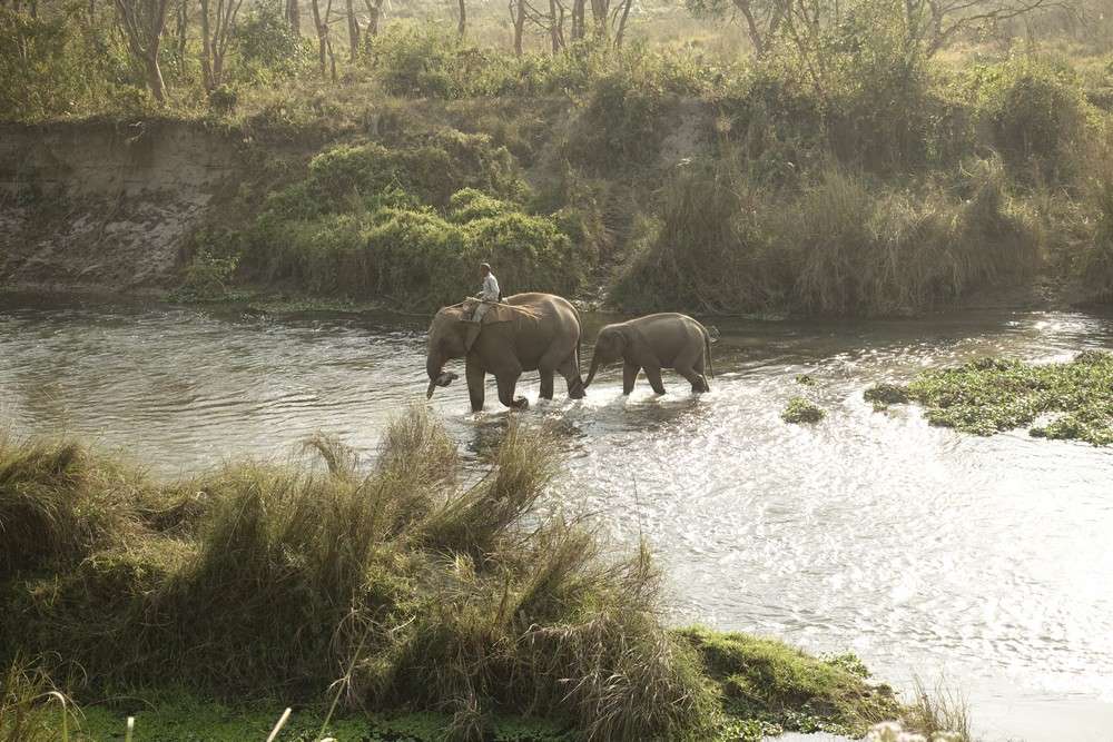 éléphant d'asie