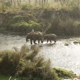 éléphant d'asie