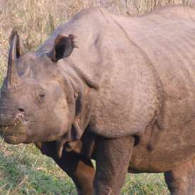 rhinocéros