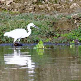 chitwan