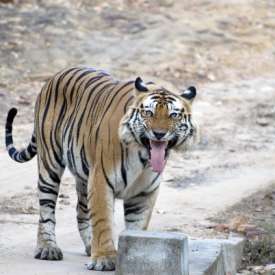 tigre bengale Chitwan