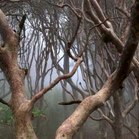 rhododendrons