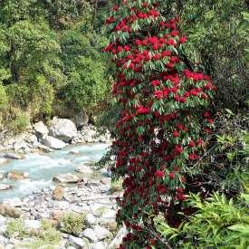 rhododendron Kanchenjunga