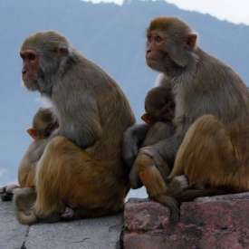 singes macaques