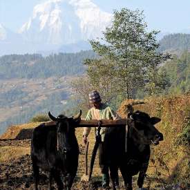 culture en terasse