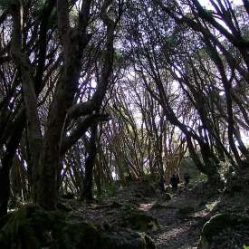 rhododendrons