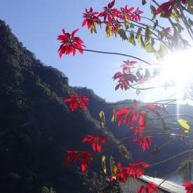 poinsettia Annapurna