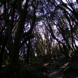 forêt rhododendrons