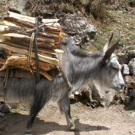 yak Langtang