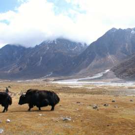 vallée glaciaire Kyanjin gompa