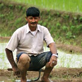 rizières de Bishanku Narayan