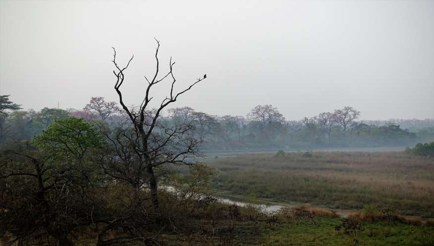 Bardia National Parc. Nepal